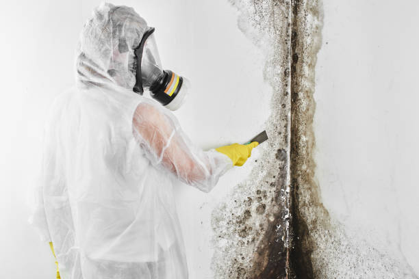  Mount Pleasant, SC Mold Removal Pros
