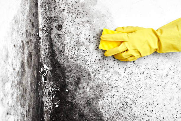 Best Attic Mold Removal  in Mount Pleasant, SC