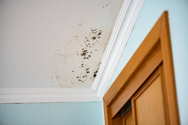 Best Local Mold Removal Service  in Mount Pleasant, SC